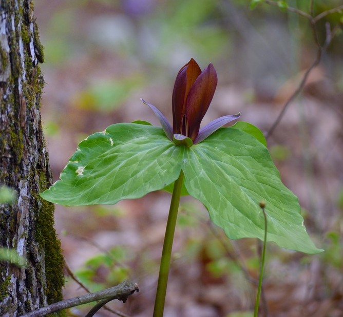 Trillium Cuneatum