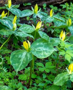 Trillium Luteum