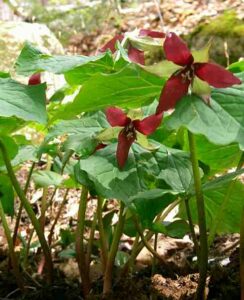 Trillium Erectum