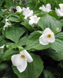 Trillium Grandiflorum