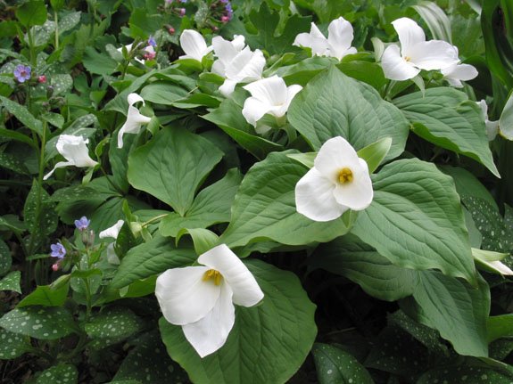 Trillium grandiflorum Trillium grandiflorum