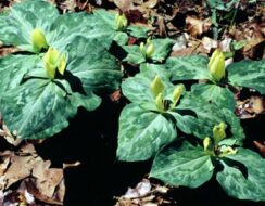 Trillium Luteum