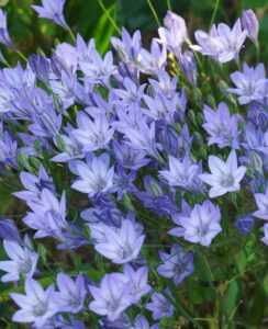 Triteleia Queen Fabiola