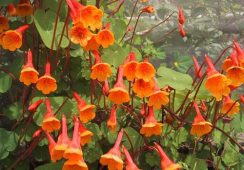 Tropaeolum Tuberosum