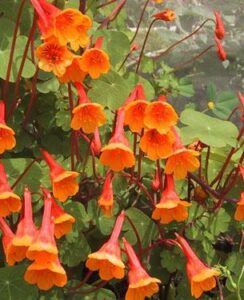 Tropaeolum Tuberosum