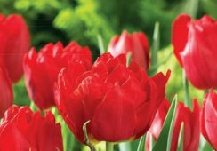 Tulip Abba