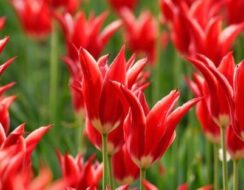 Tulip Aladdin