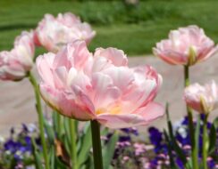 Tulip Angelique