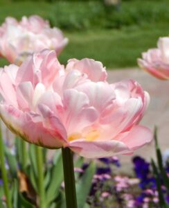 Tulip Angelique