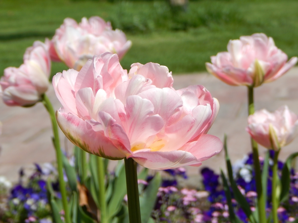 Tulip Angelique