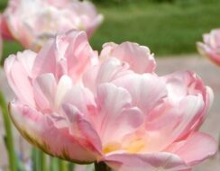 Tulip Angelique
