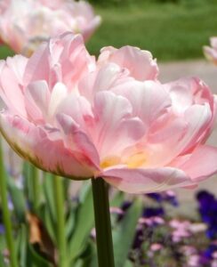 Tulip Angelique