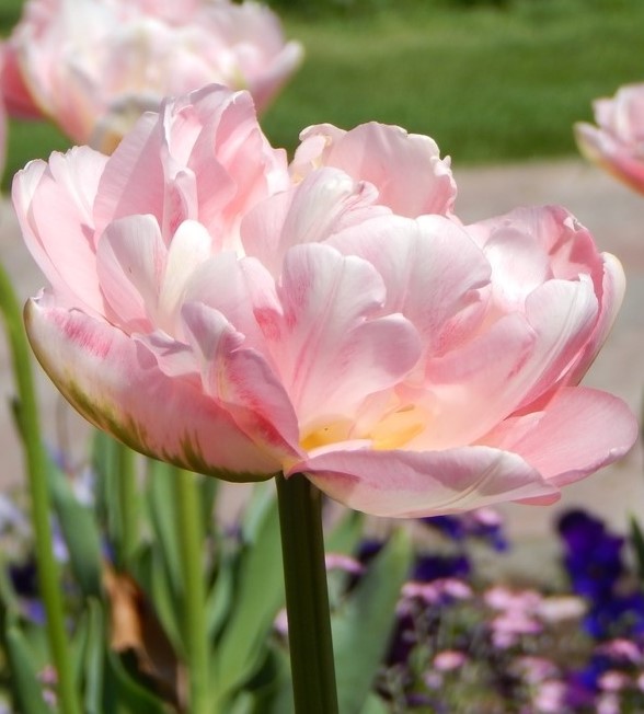 Tulip Angelique