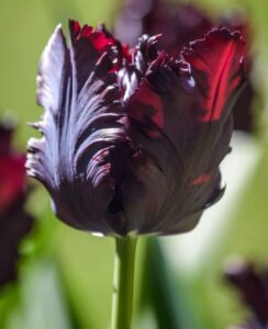 Tulip Black Parrot