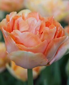 Tulip Charming Beauty