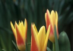 Tulip Chopin
