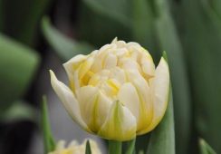 Tulip Flaming Evita