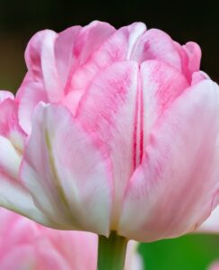 Tulip Foxtrot