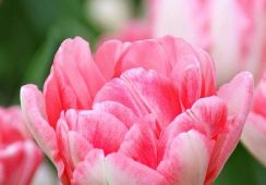 Tulip Foxtrot