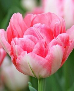 Tulip Foxtrot