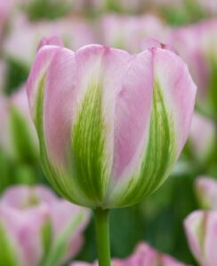 Tulip Greenland