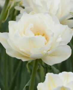 Tulip Mondial