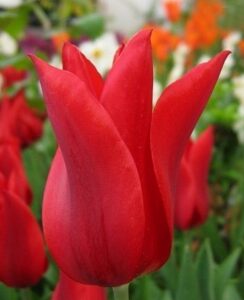 Tulip Pieter de Leur