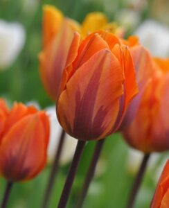 Tulip Princess Irene