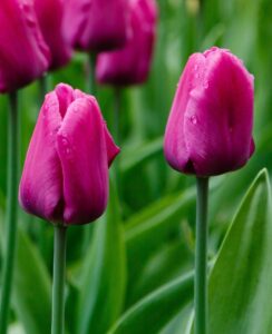 Tulip Purple Prince