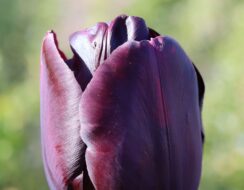 Tulip Queen of Night