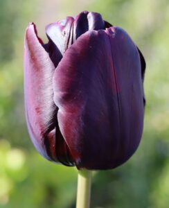 Tulip Queen of Night