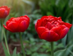 Tulip Red Princess