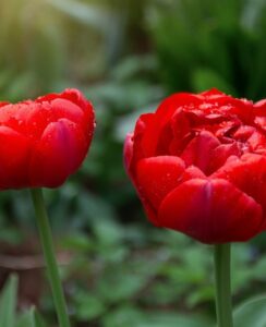Tulip Red Princess