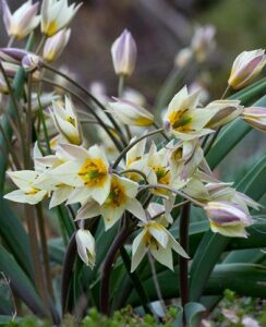 Tulip Turkestanica