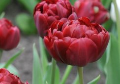 Tulip Uncle Tom