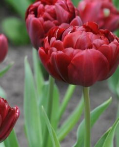 Tulip Uncle Tom