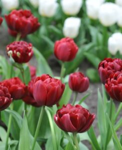 Tulip Uncle Tom