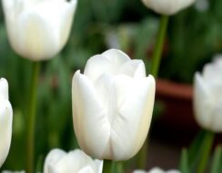 Tulip White Marvel