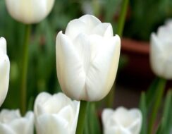 Tulip White Marvel