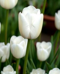 Tulip White Marvel