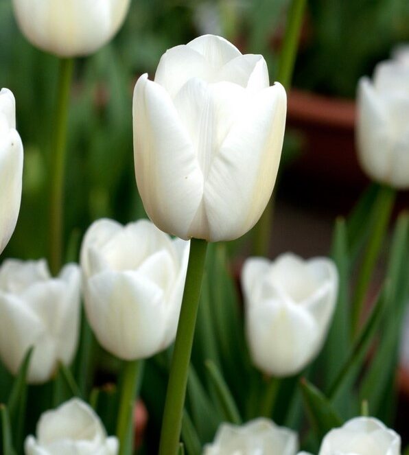 tulip white marvel