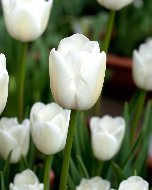 tulip white marvel