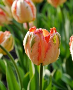 Tulip Apricot Parrot