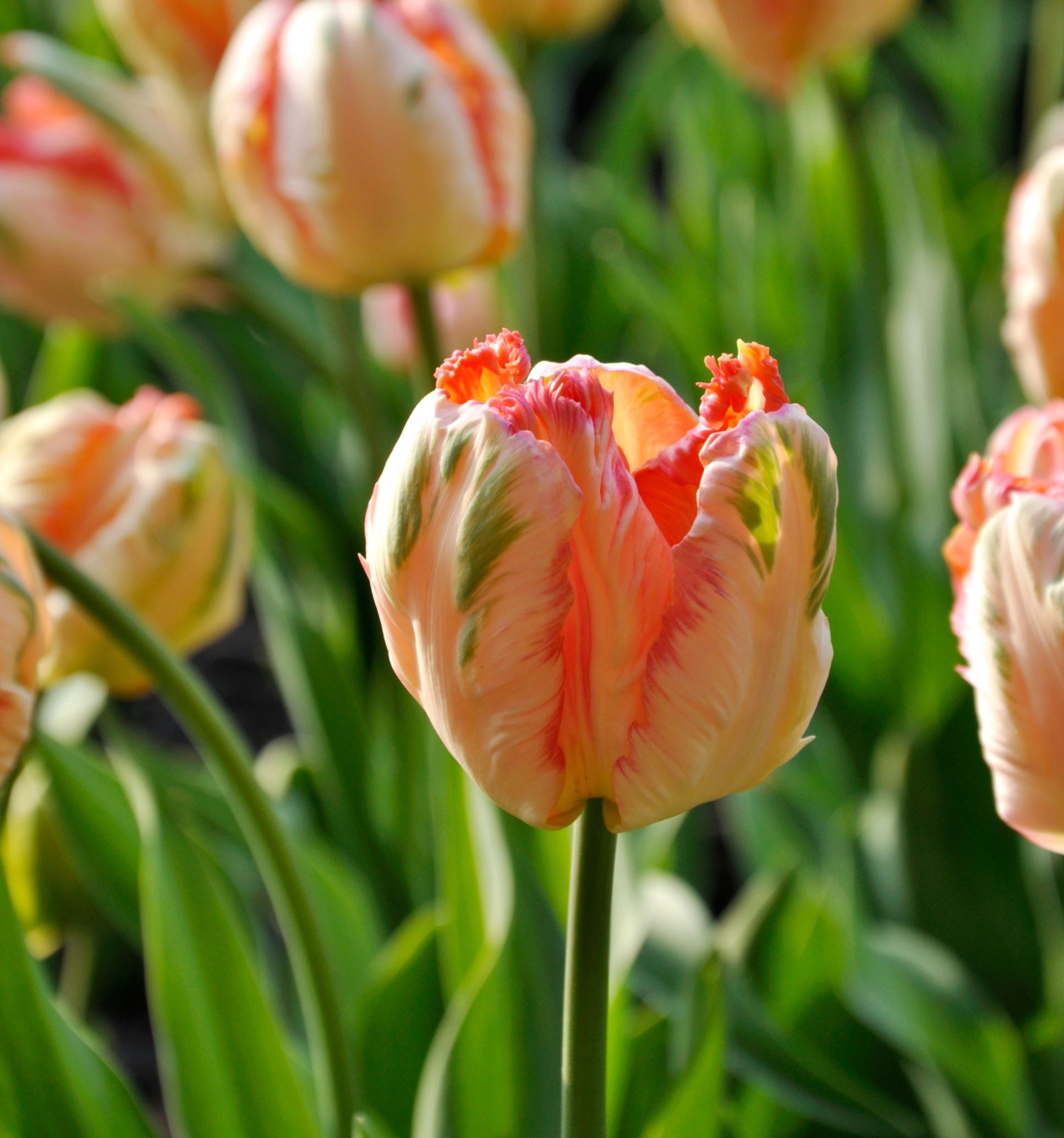 Tulip apricot parrot