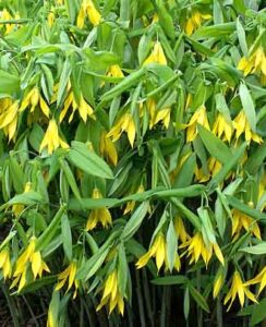 Uvularia Grandiflora