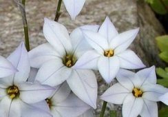 Ipheion White Star