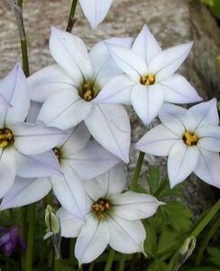 Ipheion White Star