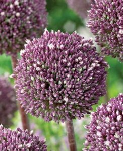 Allium Summer Drummer