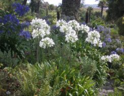 Agapanthus Albiflora (umbellatus Albus)