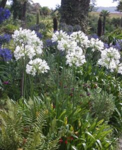 Agapanthus Albiflora (umbellatus Albus)